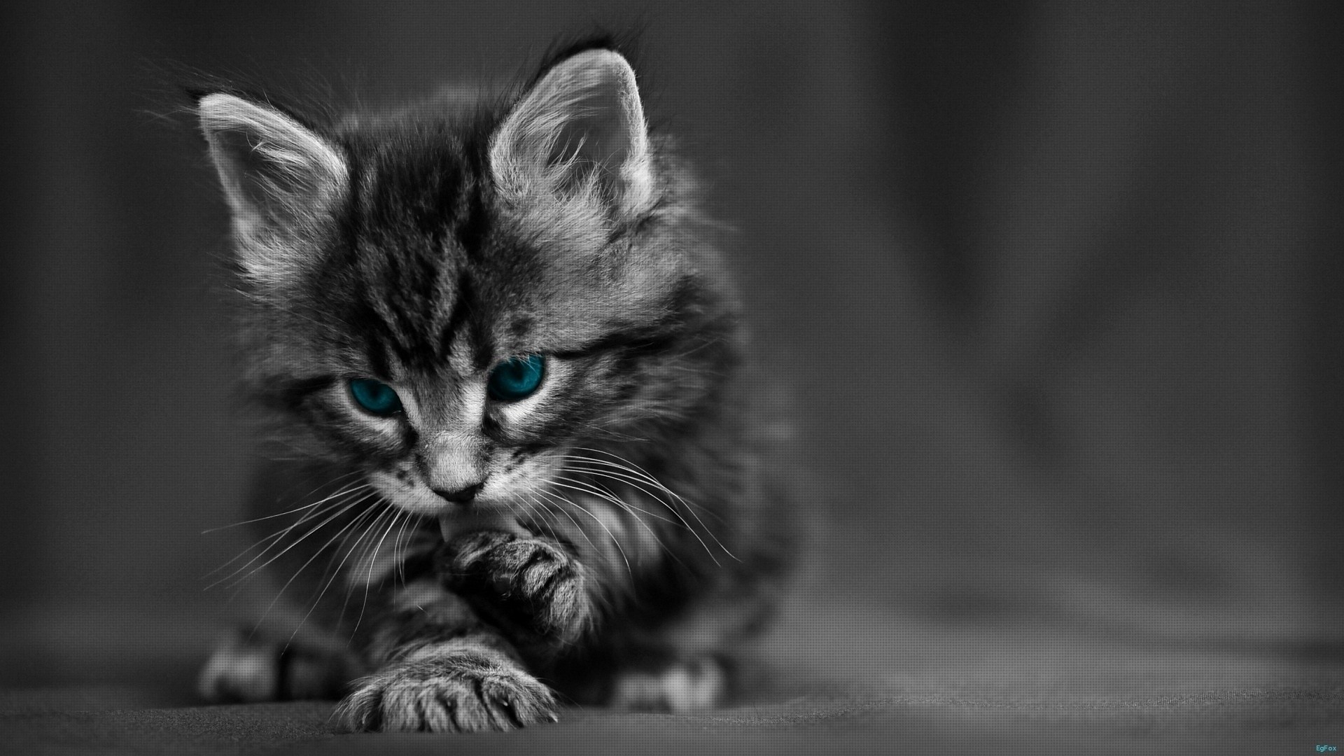Preview wallpaper cat, black white, blue, eyes, baby, beautiful 1920×1080