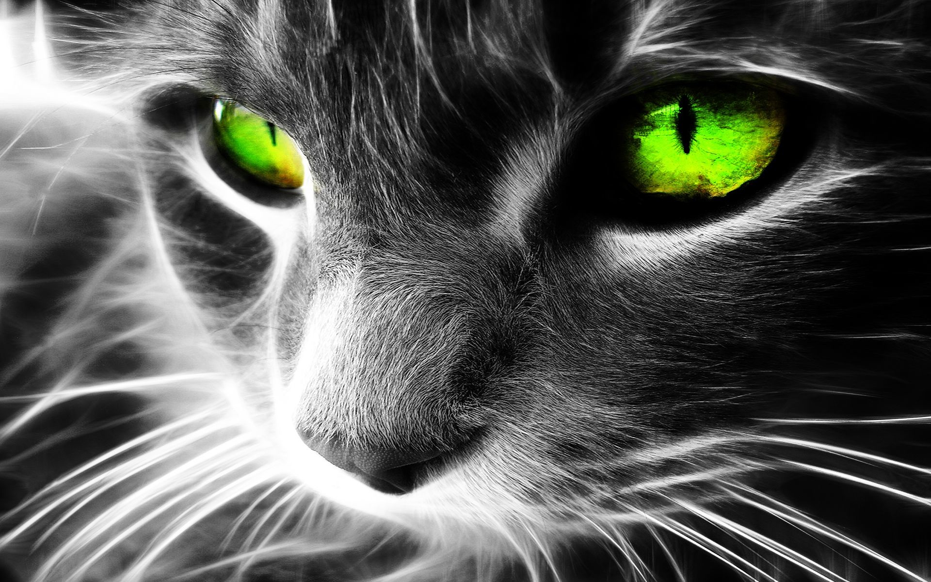 Desktop This HD wallpaper green cat in animal wallpapers was added to gallery on August This image have eight hundred and twenty views and eight likes