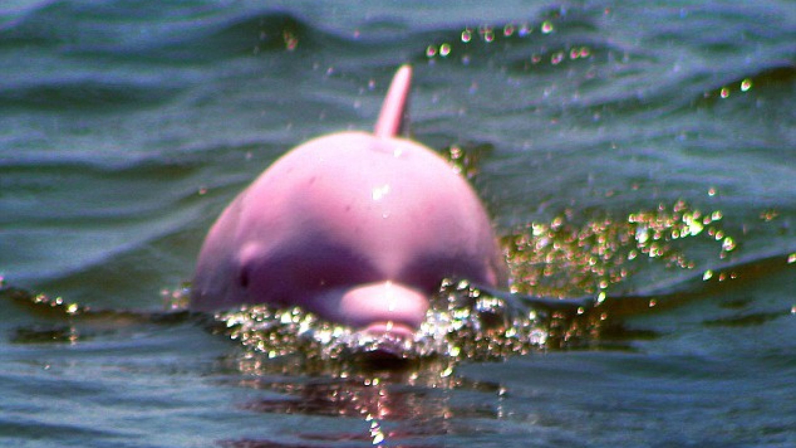 Pink Dolphin Background Related Keywords & Suggestions … Pink Dolphin  Wallpaper