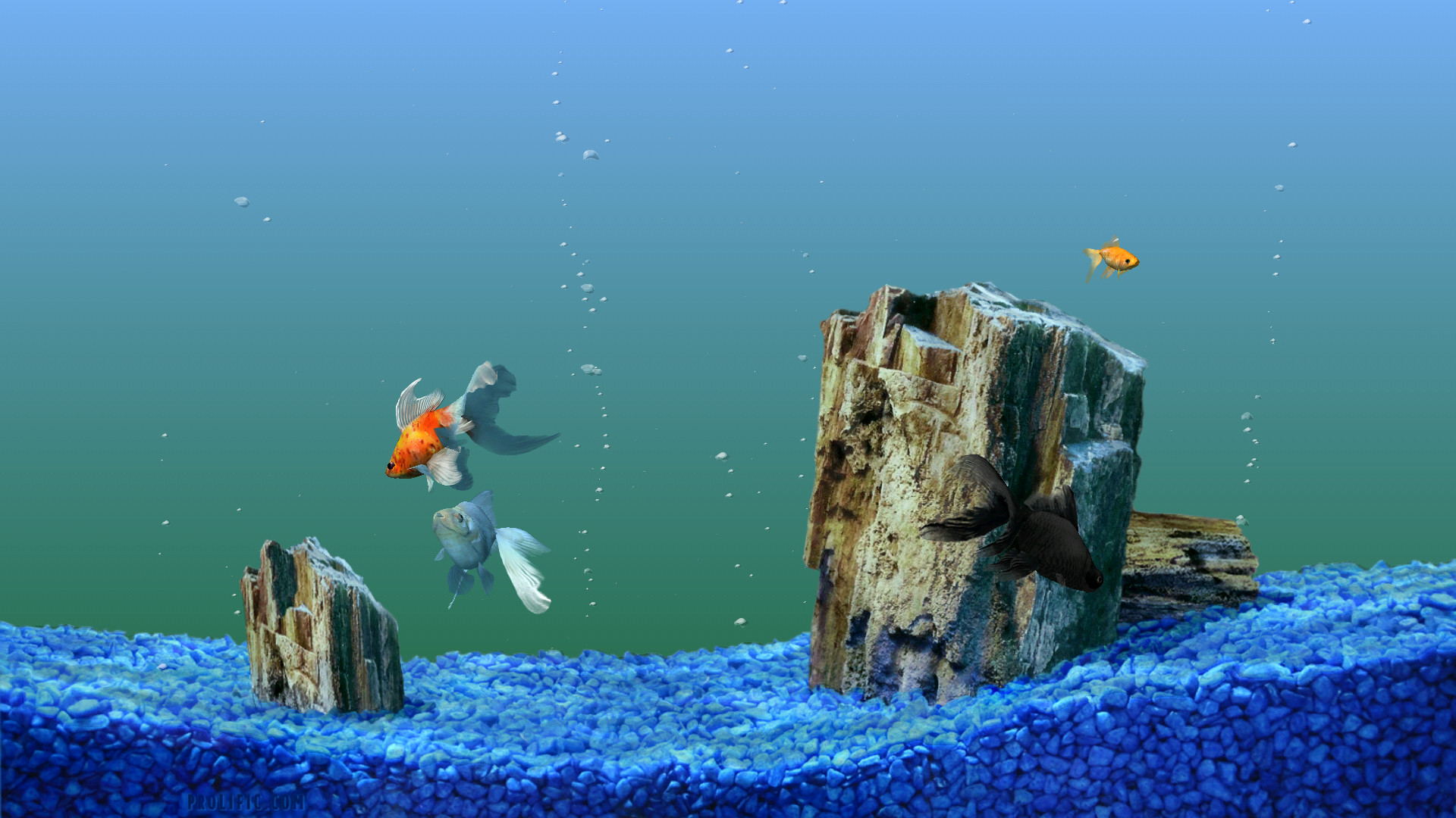 Which One To Choose Animated Or Static Picture Fish Tank Background Fish Tank Wallpaper