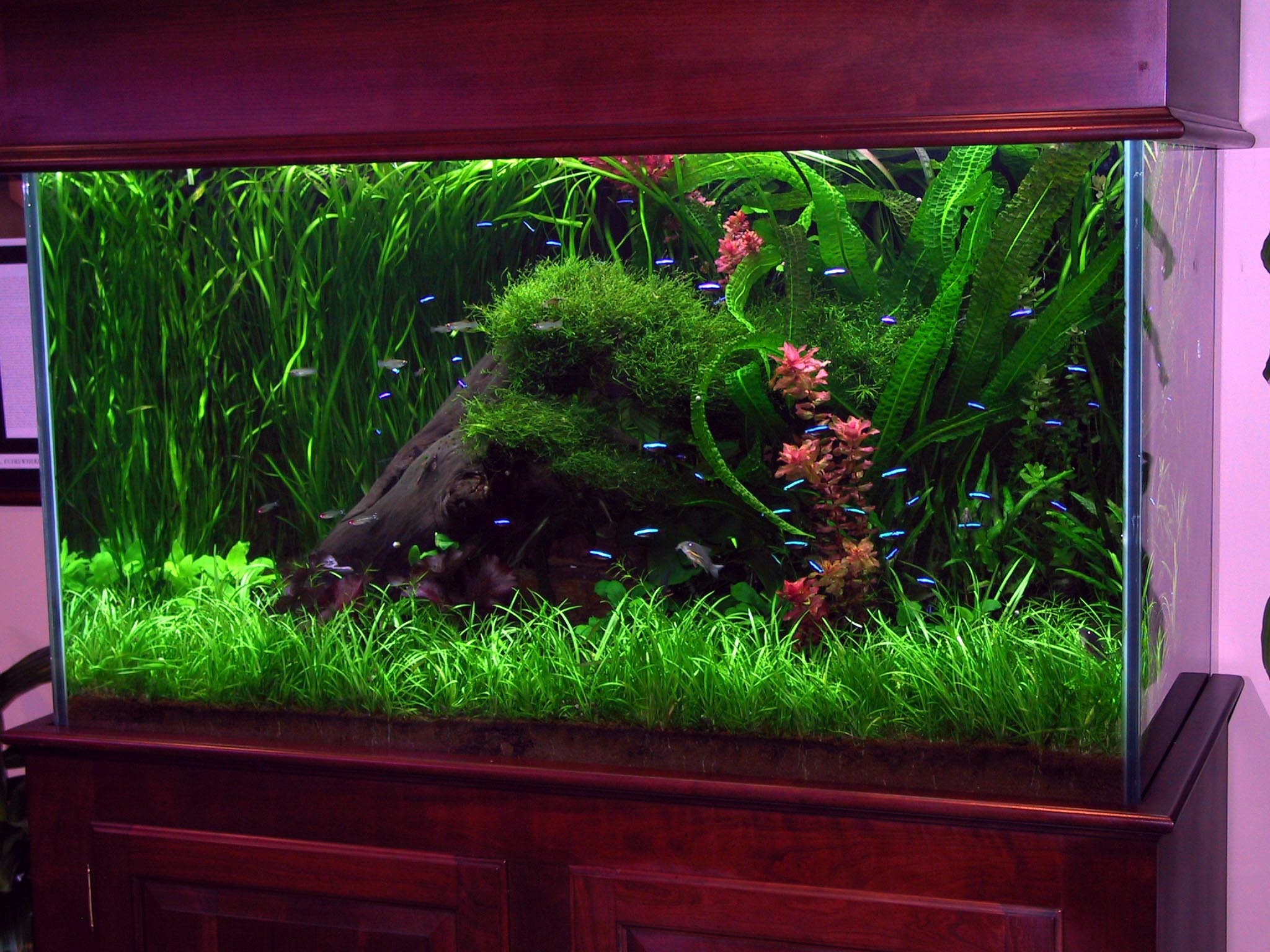 Full Size of Fish Tank Can Betta Fish In Tank With Other Cycling Food Artificial Tanks