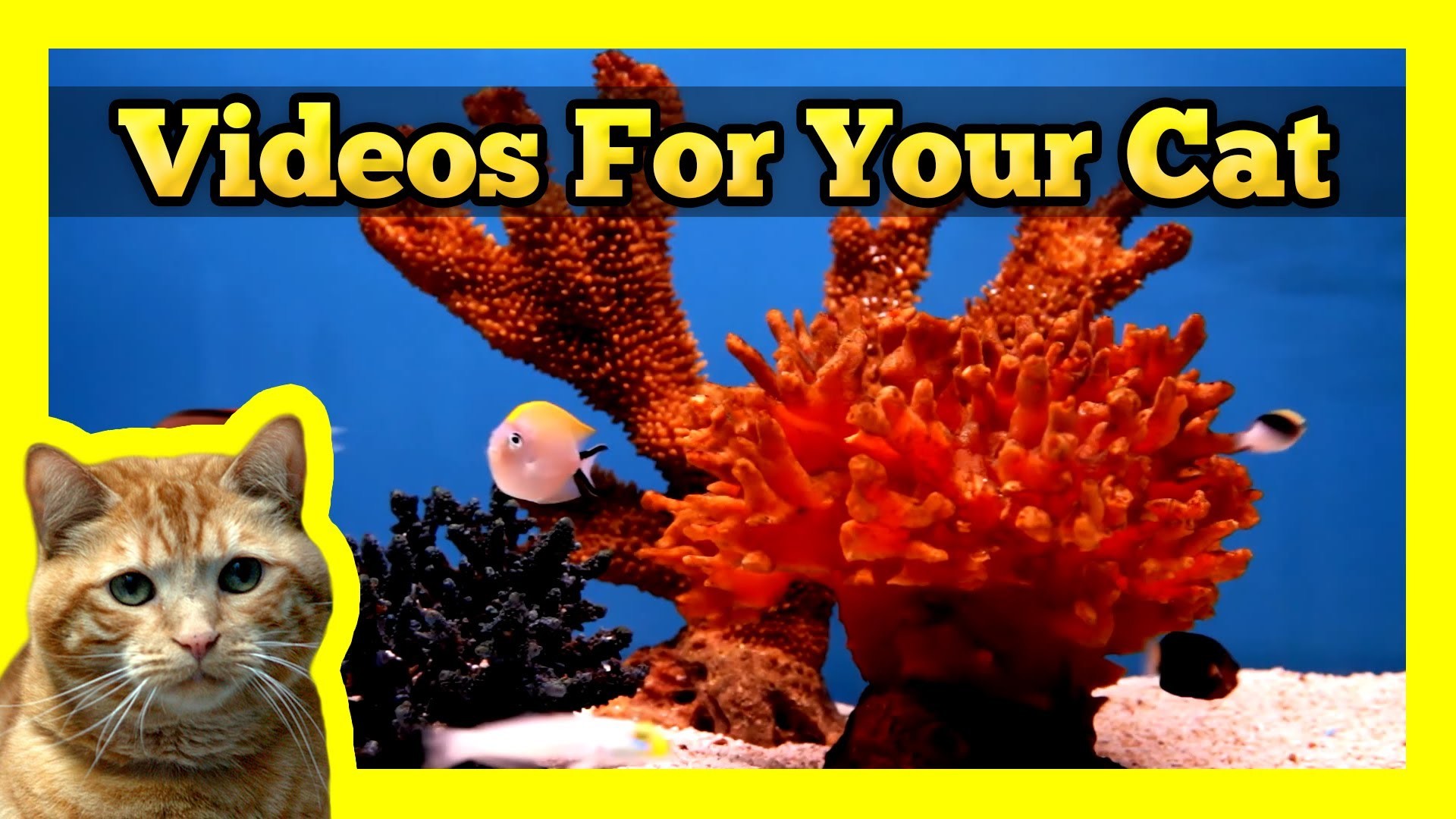 Videos for your Cat – Fish Tank Trigger Fish, Yellow Wrasse, Domino Damsel – YouTube