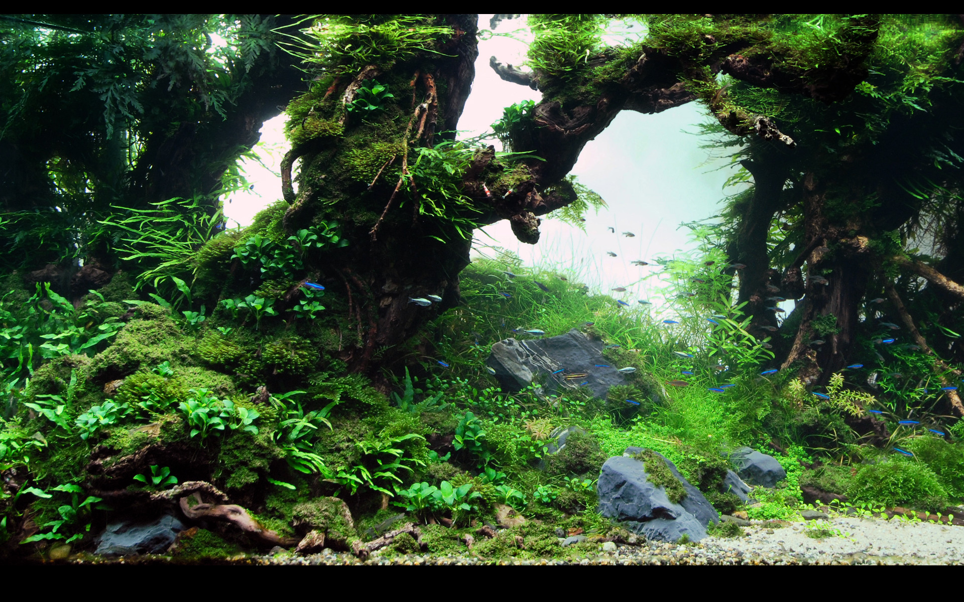 Animated Wallpaper And Desktop Backgrounds Aquarium Free Download Tank background wallpaper wallpapersafari