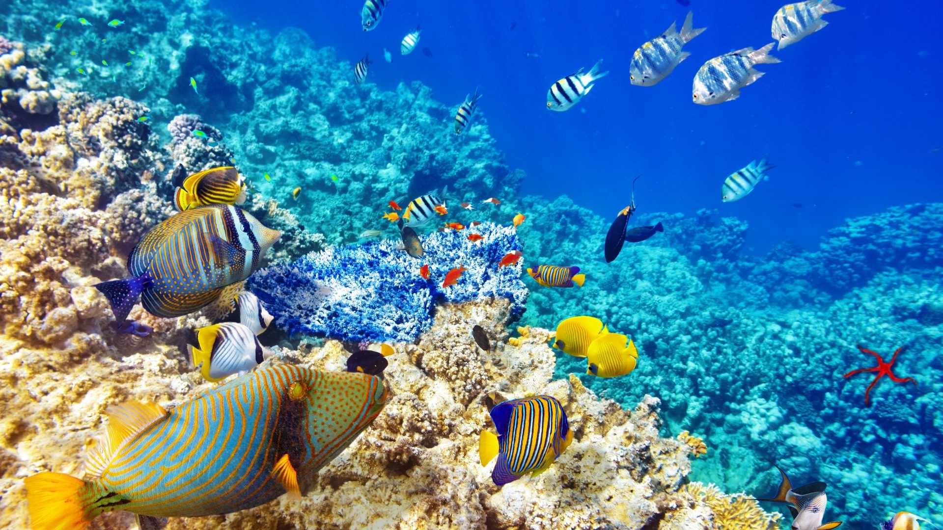 Fishes – Coral World Reef Ocean Underwater Fish Images Beautiful for HD  16:9 High
