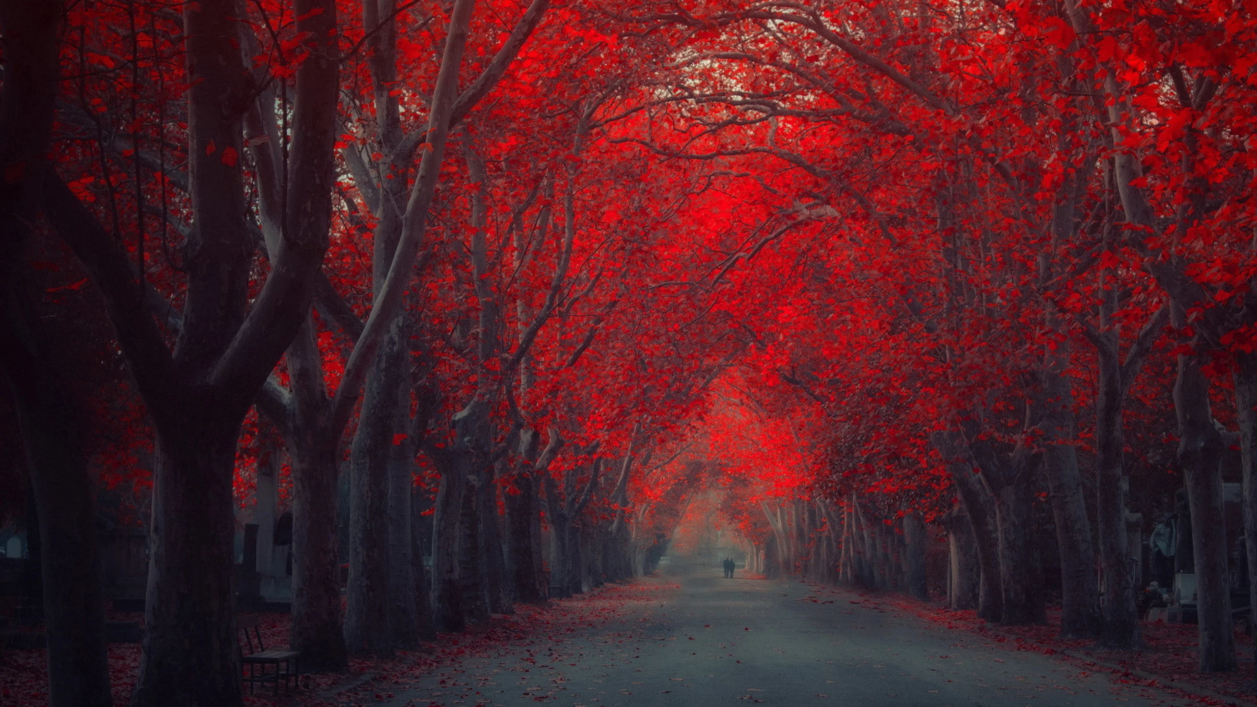 Red Tree Autumn Art Road High resolution 2560Ã1440 Desktop wallpaper