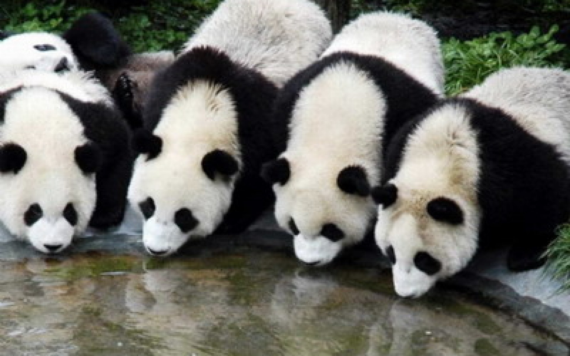 Panda Wallpapers, HD Panda Wallpapers Download Free 19201080 Panda Images Wallpapers 34