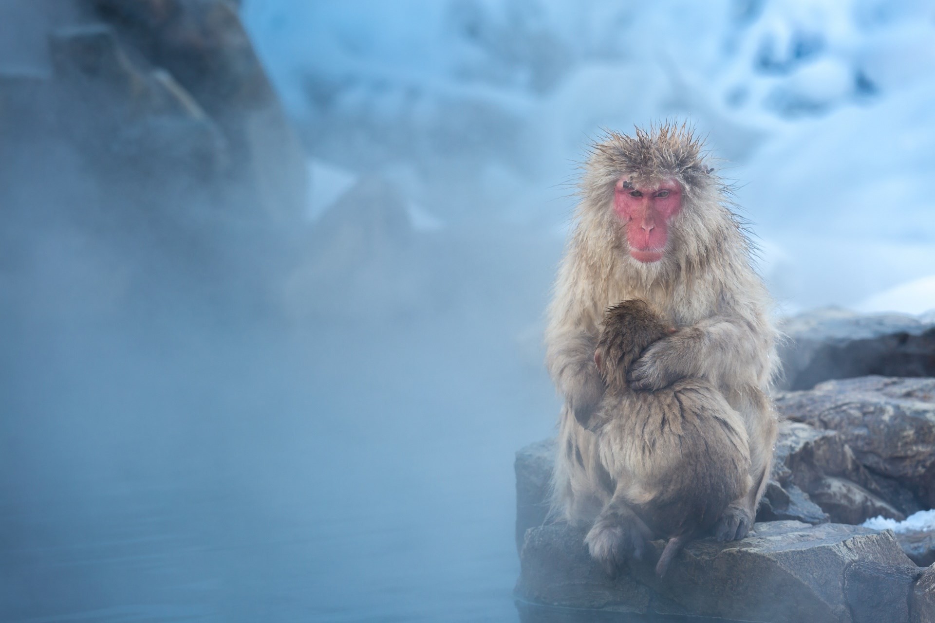 , japanese macaque category – free desktop wallpaper downloads japanese macaque