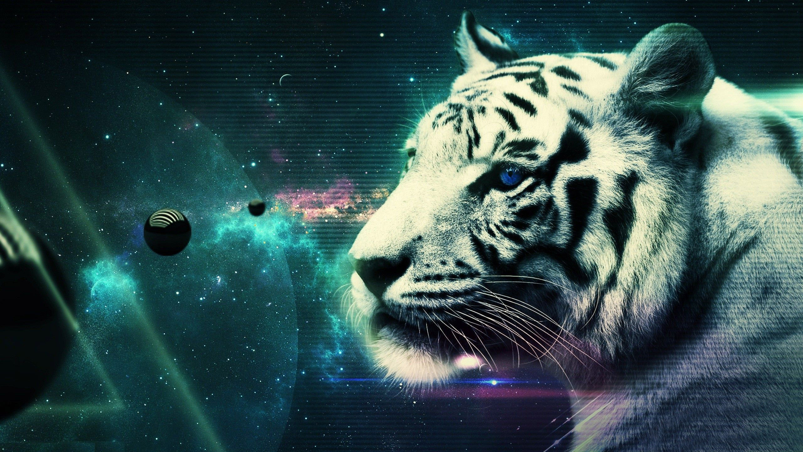 free cool wallpapers of tigers with cool wall papers.