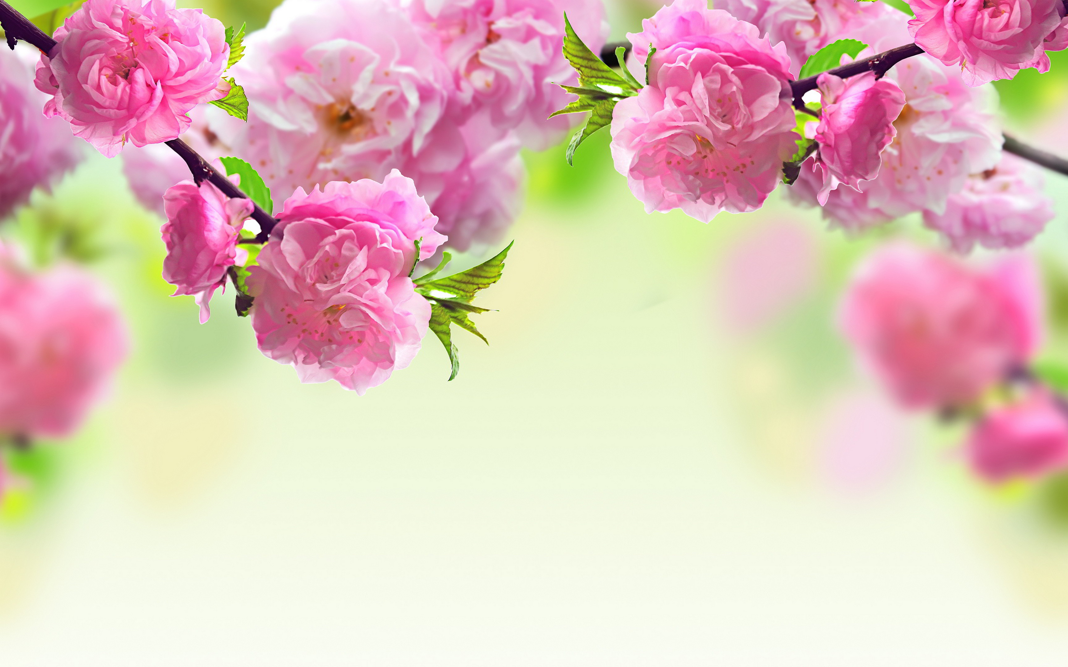 Spring flowers background Wallpaper in