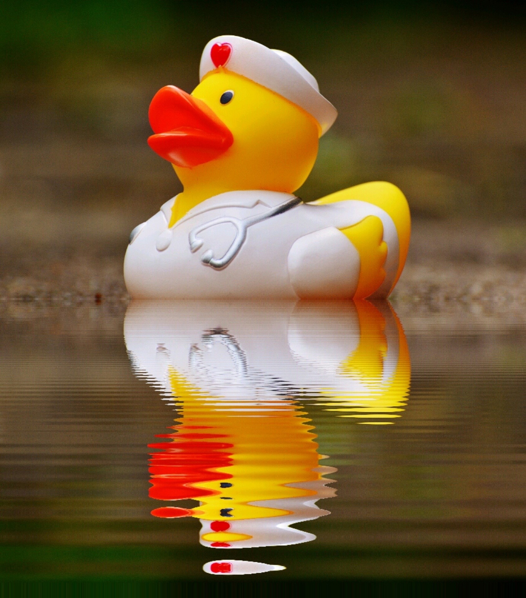 Rubber Duck, Bath Duck, Mirroring, Water, animal representation, reflection