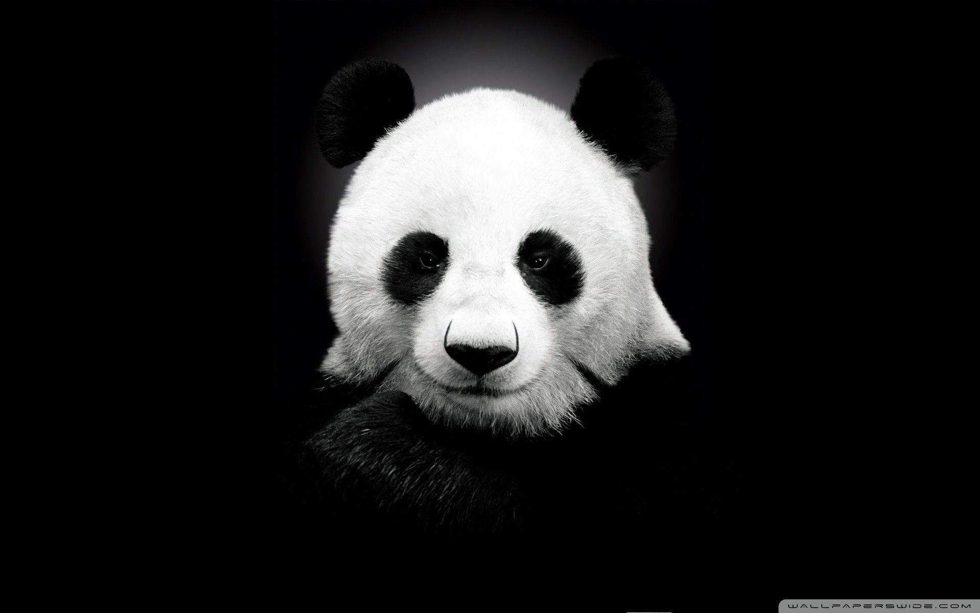 Panda Bear HD desktop wallpaper : High Definition : Fullscreen .