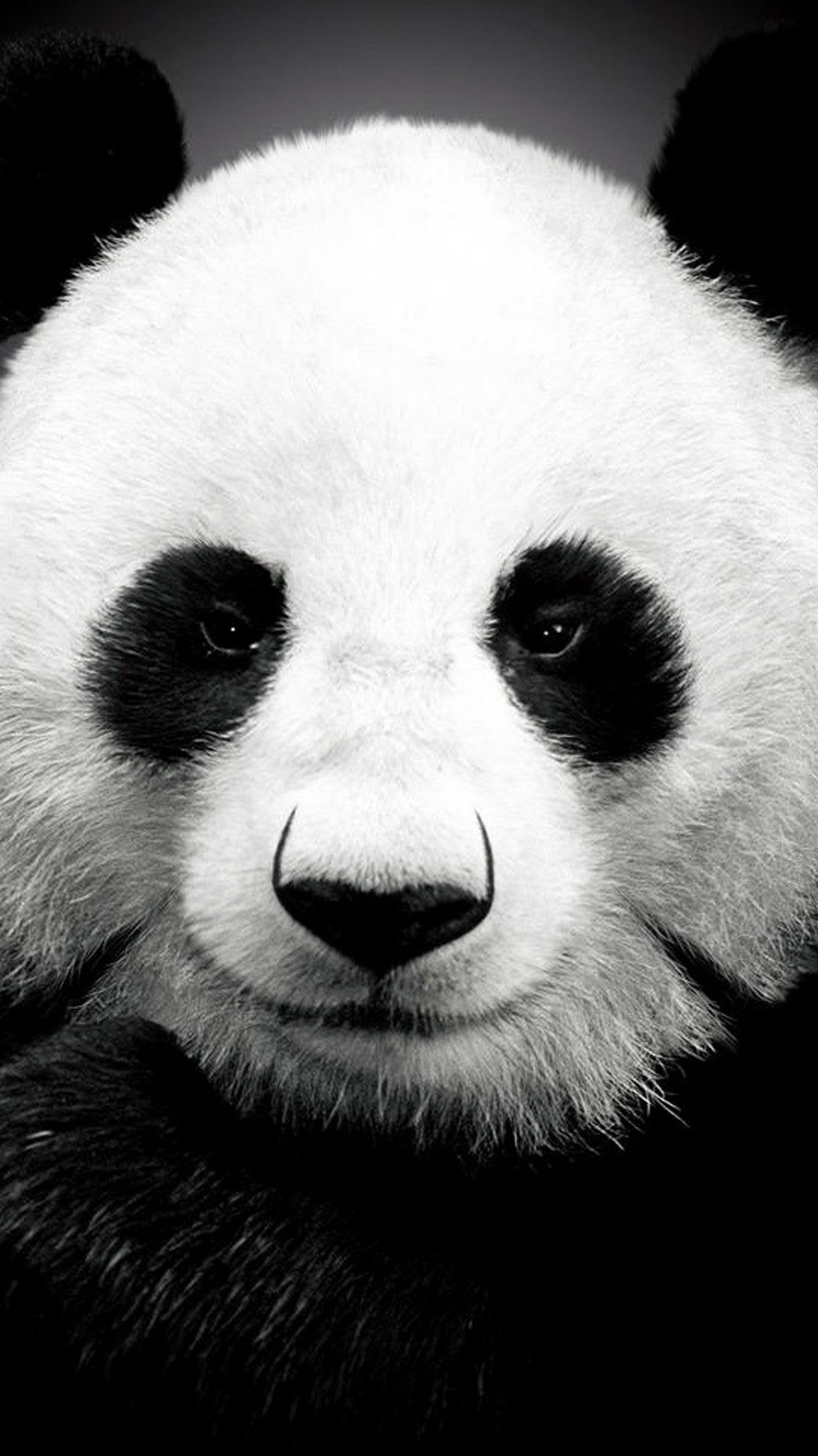 Chia sẻ nhiều hơn 102 hình nền panda không thể bỏ qua  CB