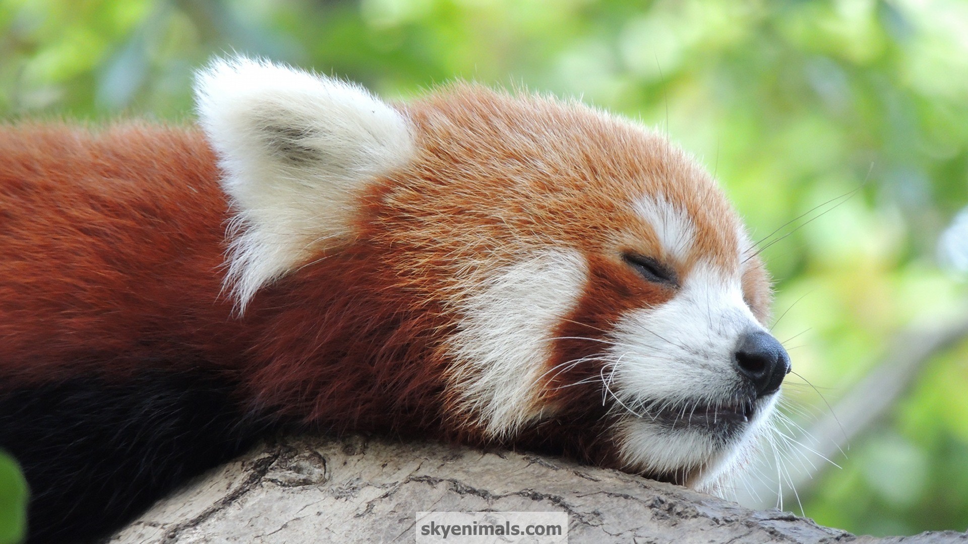 Red Panda 2fpWuzH Cute 3 Pinterest Panda, Animal and Animal pics