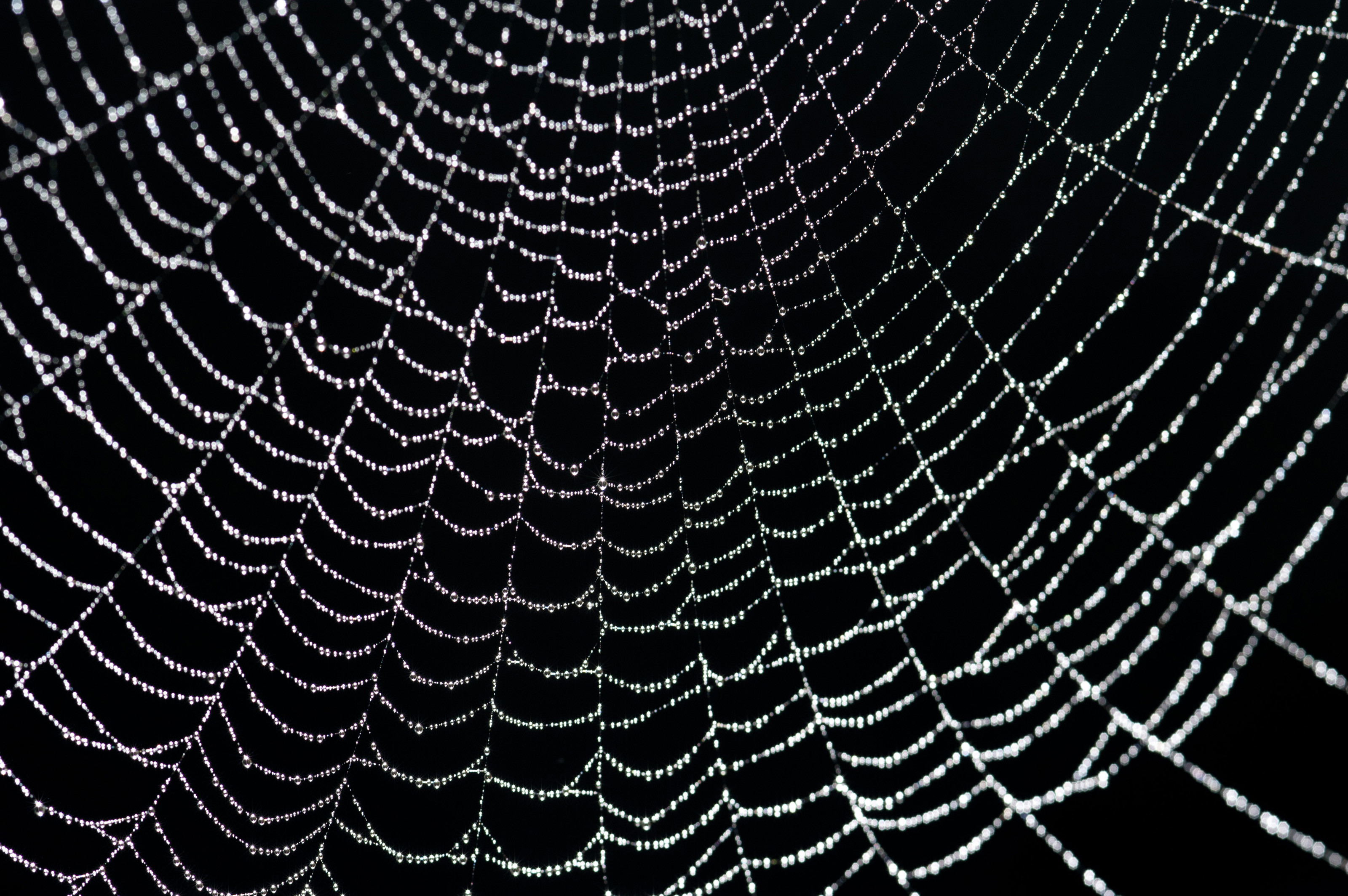 Red Spider Web Background In a spider web-8145