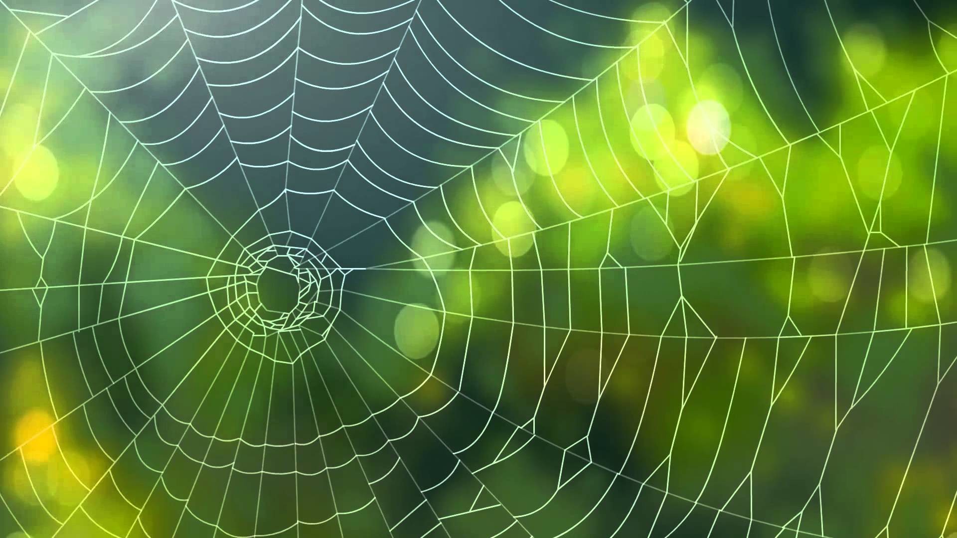 Spider Background Video Animated Web Backgrounds