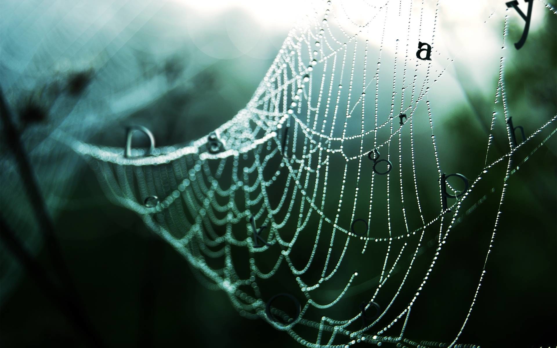 Wallpapers For > Spider Web Wallpaper 3d