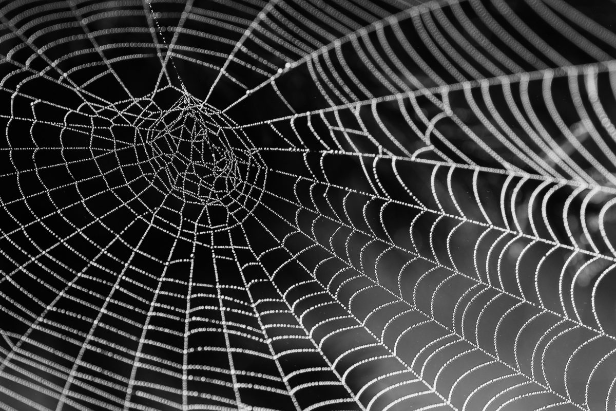 spider-web