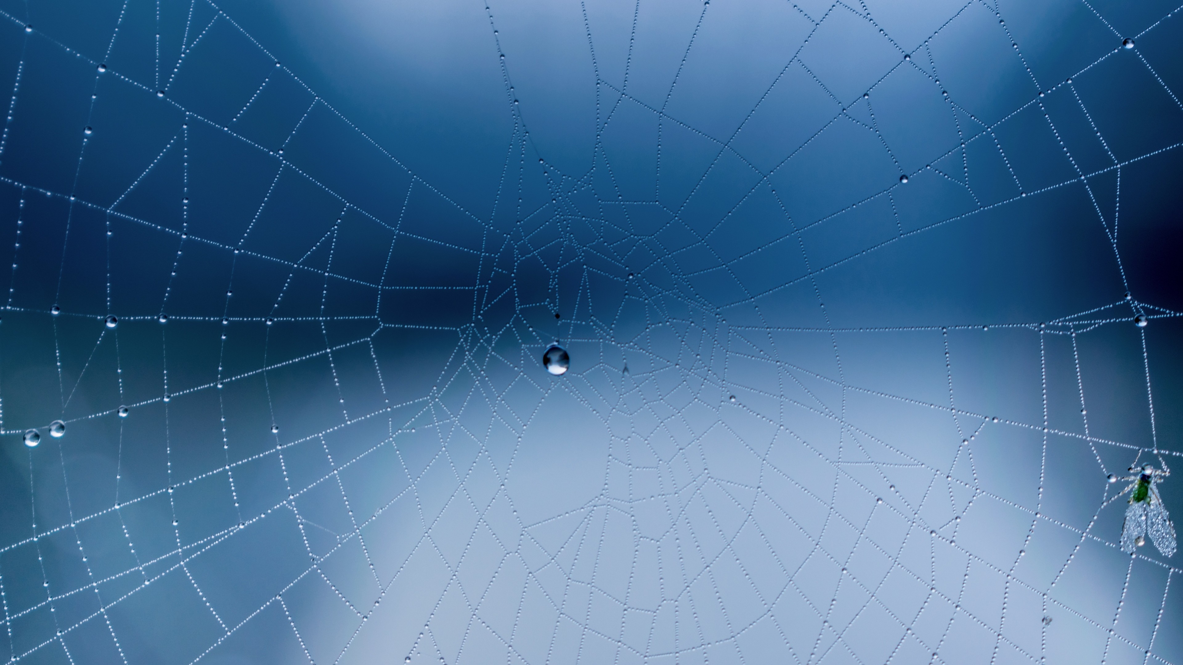 Wallpaper spider web, close up, drops