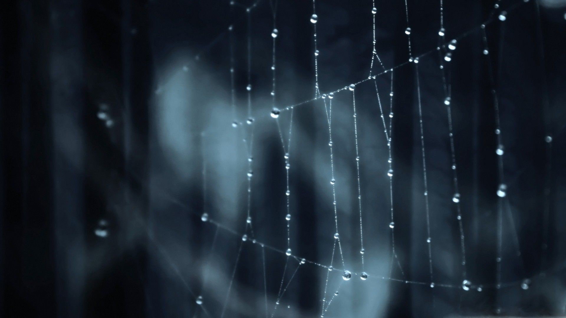 Water Droplets on Spider Web desktop PC and Mac wallpaper