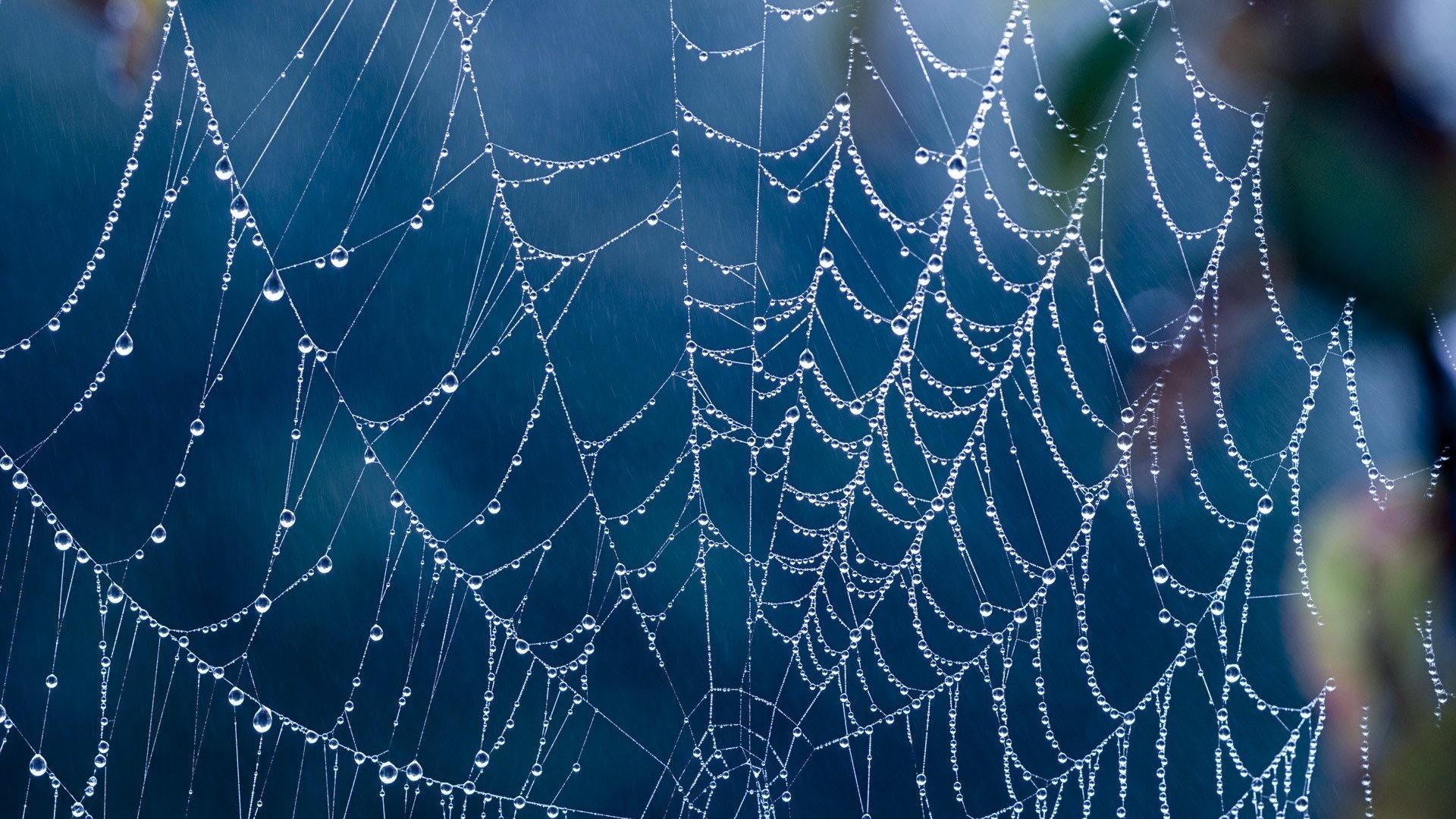 Webs Tag – Creepy Spider Webs Hd Full Size Nature Wallpaper for HD 16:9