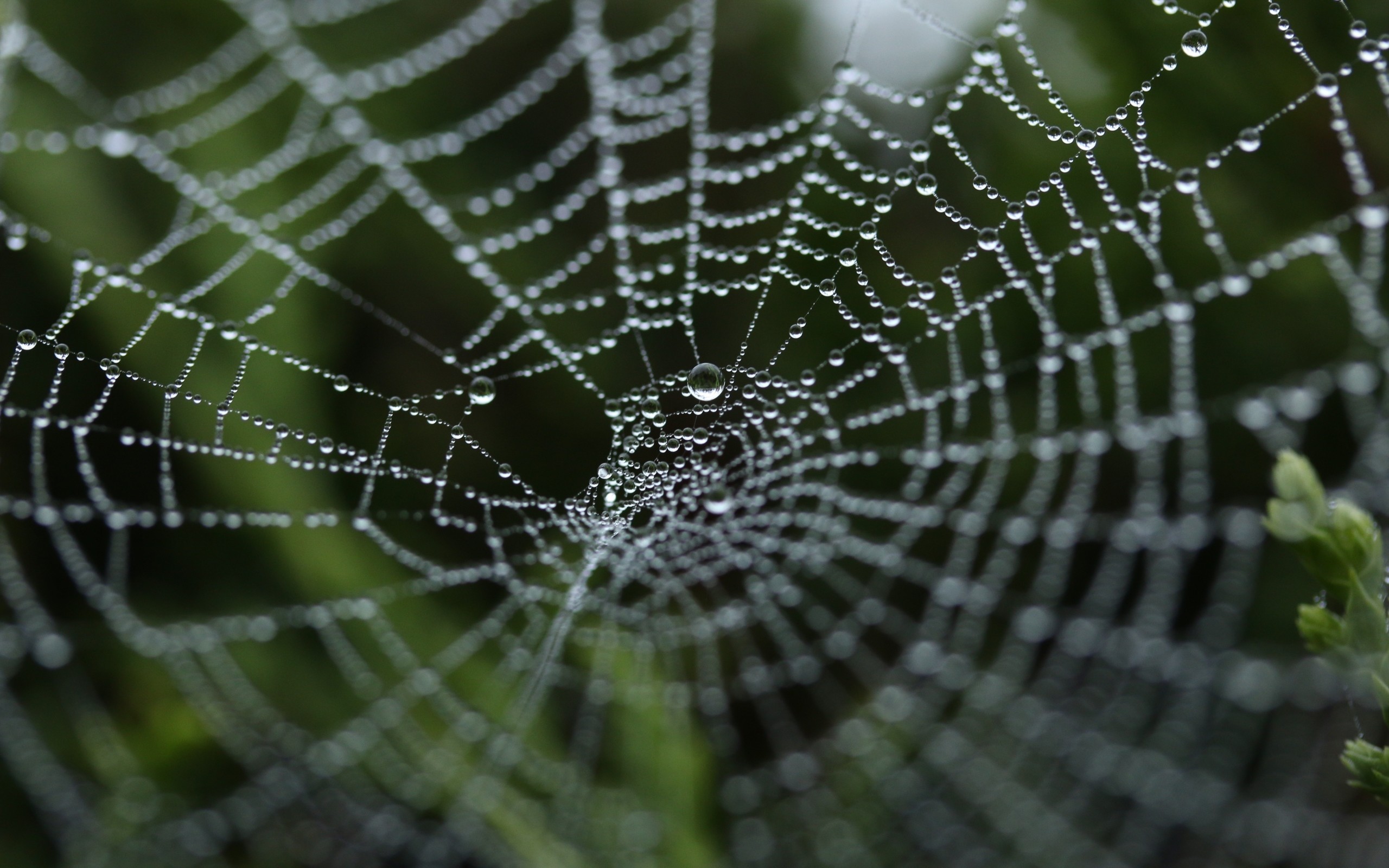 Wallpaper spider web, close up, drops