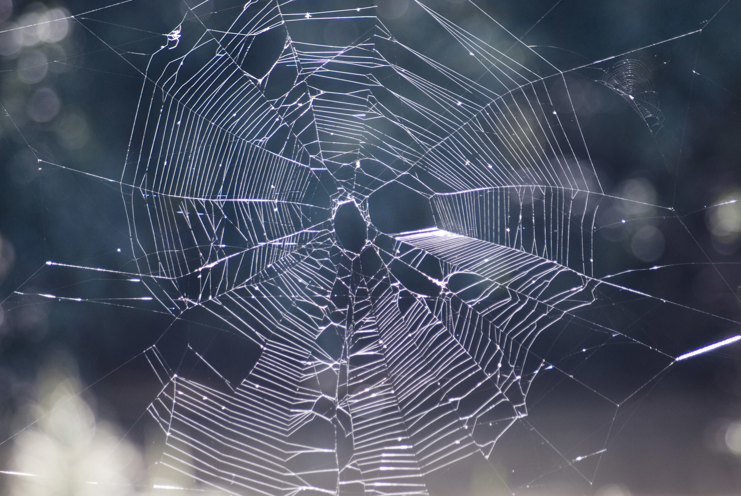 33+ Spider Web Backgrounds