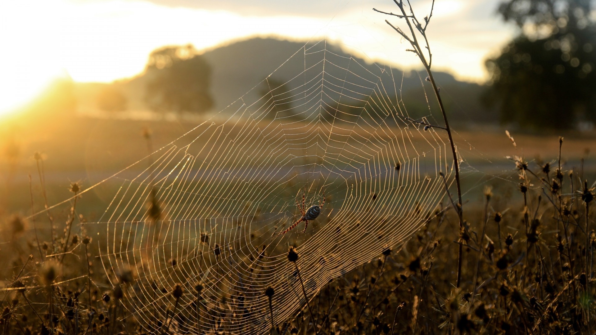 Wallpaper spider, web, sun, light, grass, dry, faded
