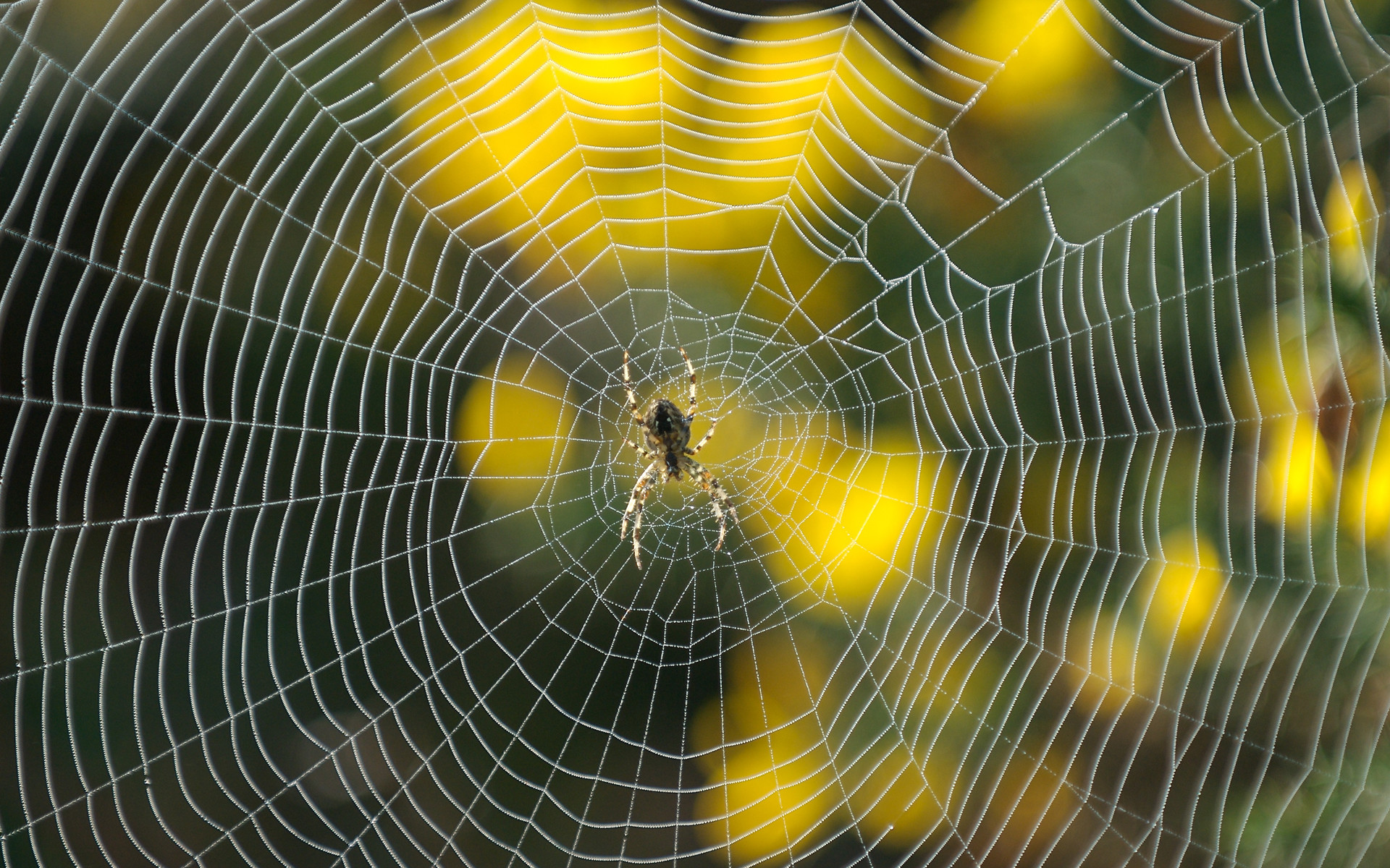 Where God is, a spiders web is as a stone wall. Where God is not, a stone wall is as a spiders web