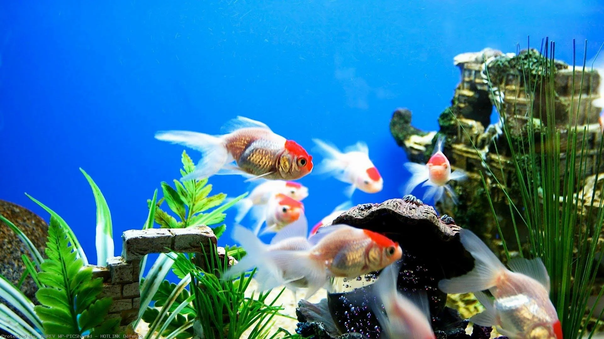 Desktop Aquarium 3d Live Wallpaper Image Num 33