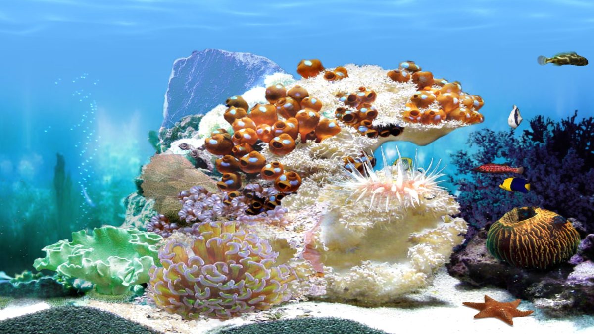 Aquarium Bildschirmschoner Kostenlos Tv Aquarium Wallpaper Animated 