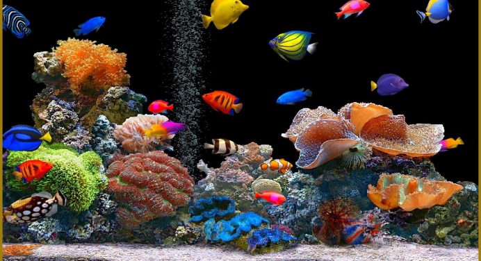 Dream Aquarium Screensaver For Mac