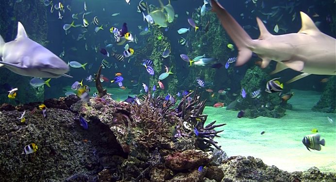 dream aquarium vista