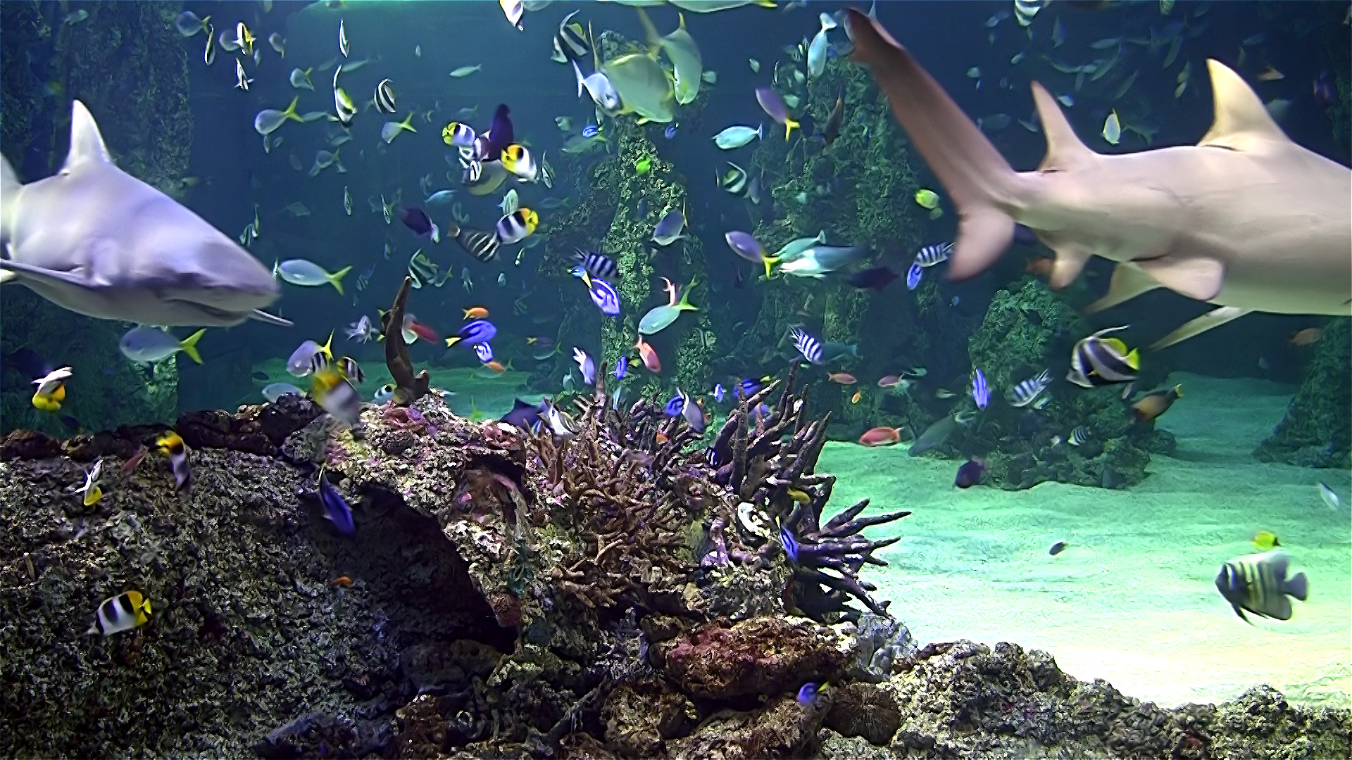 Aquarium Screensaver Free Download For Windows : Aquarium live hd tv: coral  reef scenes with