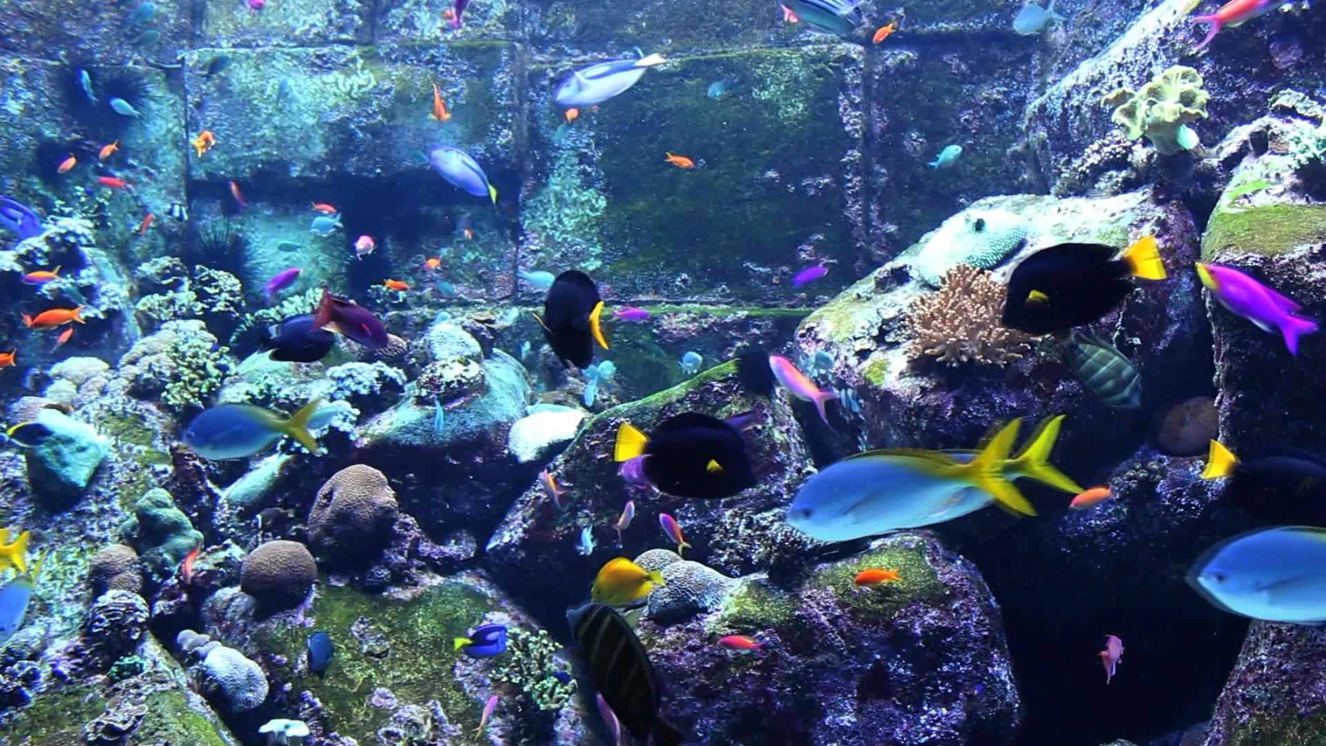 Full Size of Fish Tank Hours Of Beautiful Coral Reef Fish Relaxing Ocean Maxresdefault Liveum Wallpaper