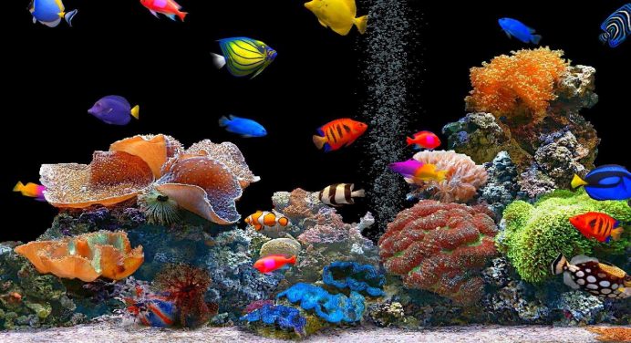 srerne screen marine aquarium 3 torrent