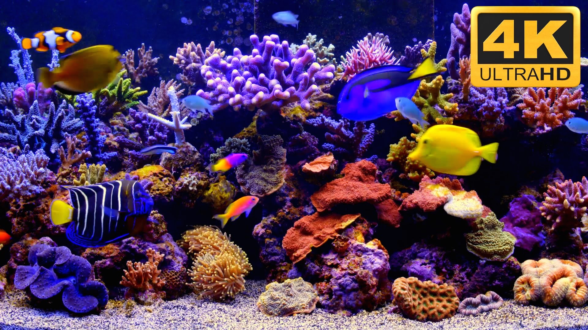 free fish aquarium screensaver for windows 10