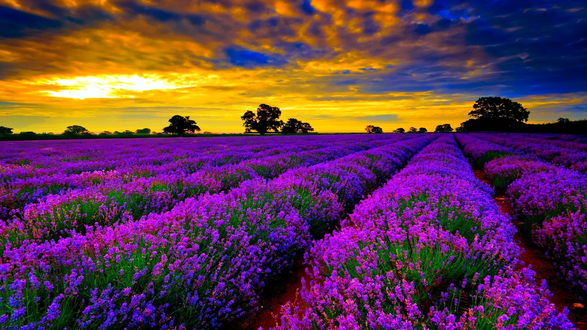 most beautiful field of lavender flowers widescreen desktop wallpapers hd  4k high definition windows 10 colourful