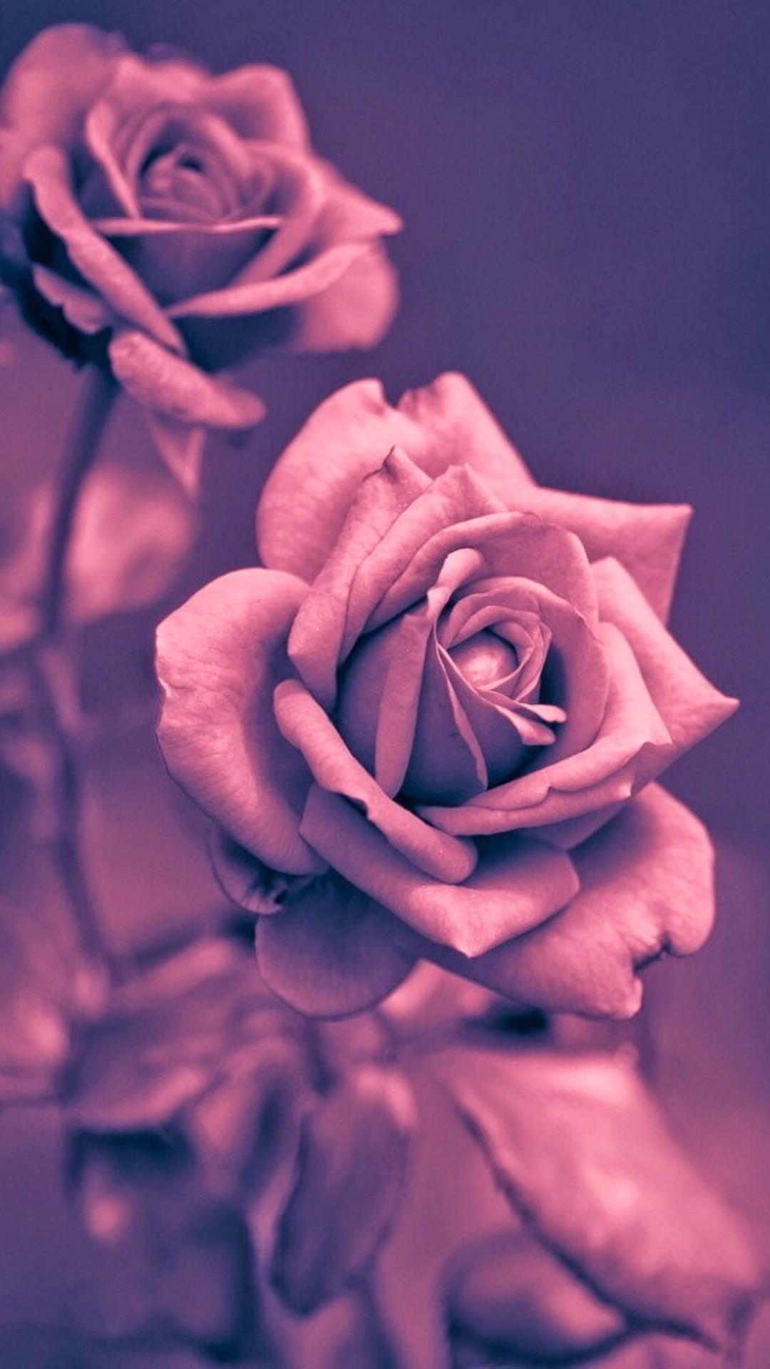 Beautiful Pink Rose Closeup iPhone 6 wallpaper