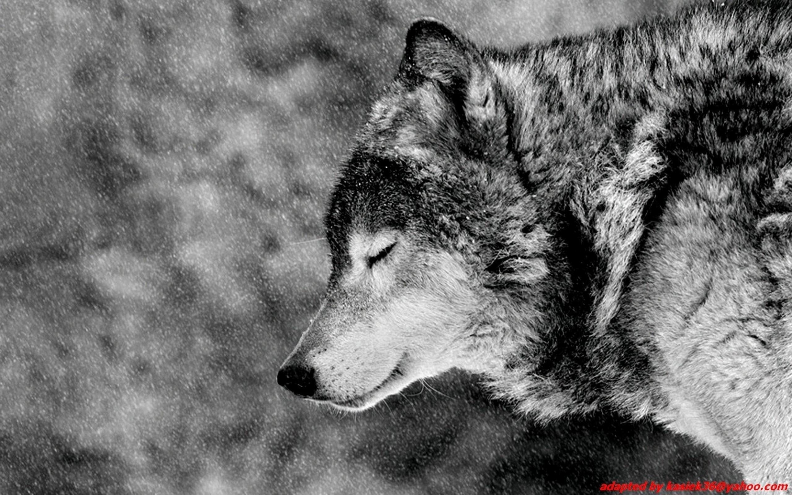 Download Alpha Wolf Asserting Dominance Wallpaper  Wallpaperscom
