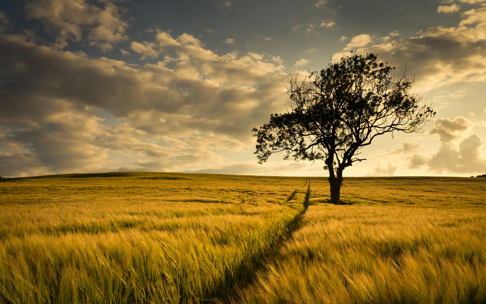 Big Tree Farm Field HD Desktop Wallpaper, Background Image