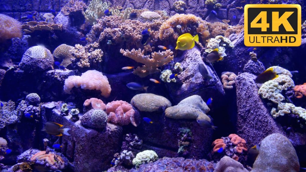 49+ Aquarium Live Wallpaper Windows 10