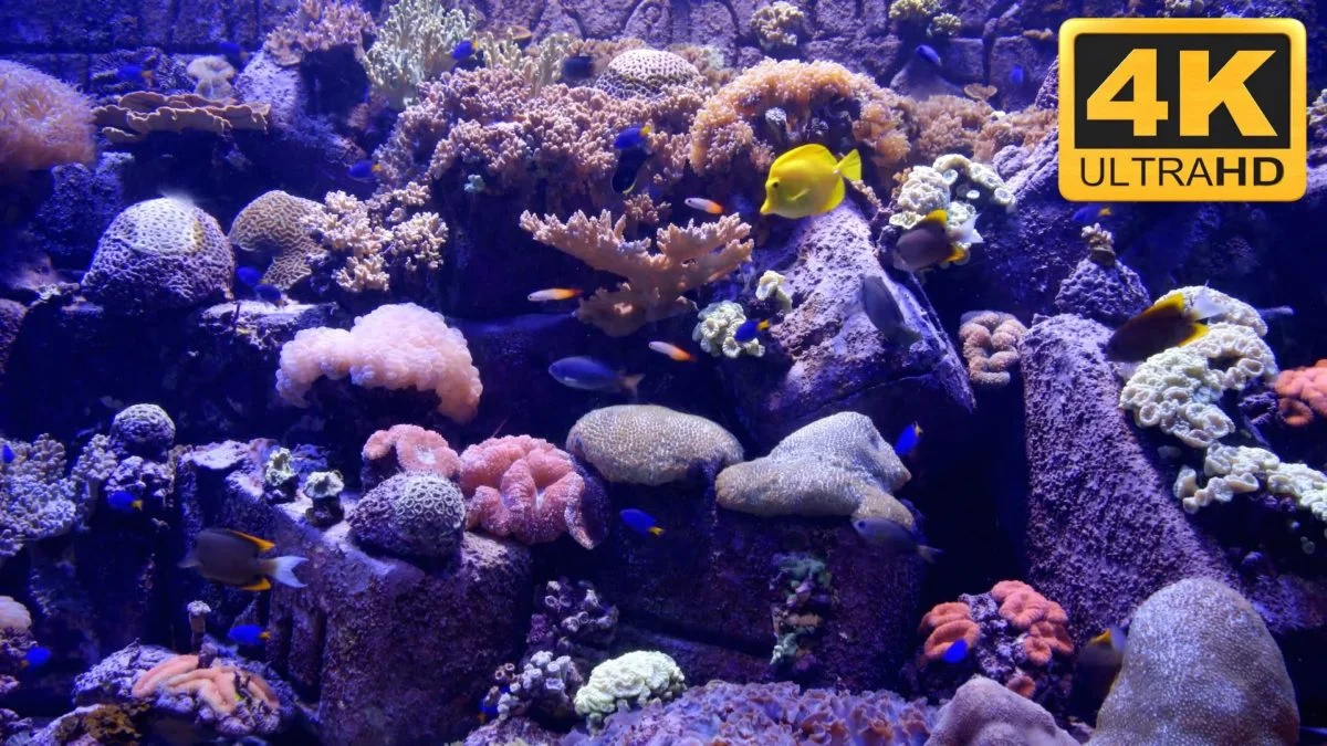 marine aquarium screensaver mac mojave