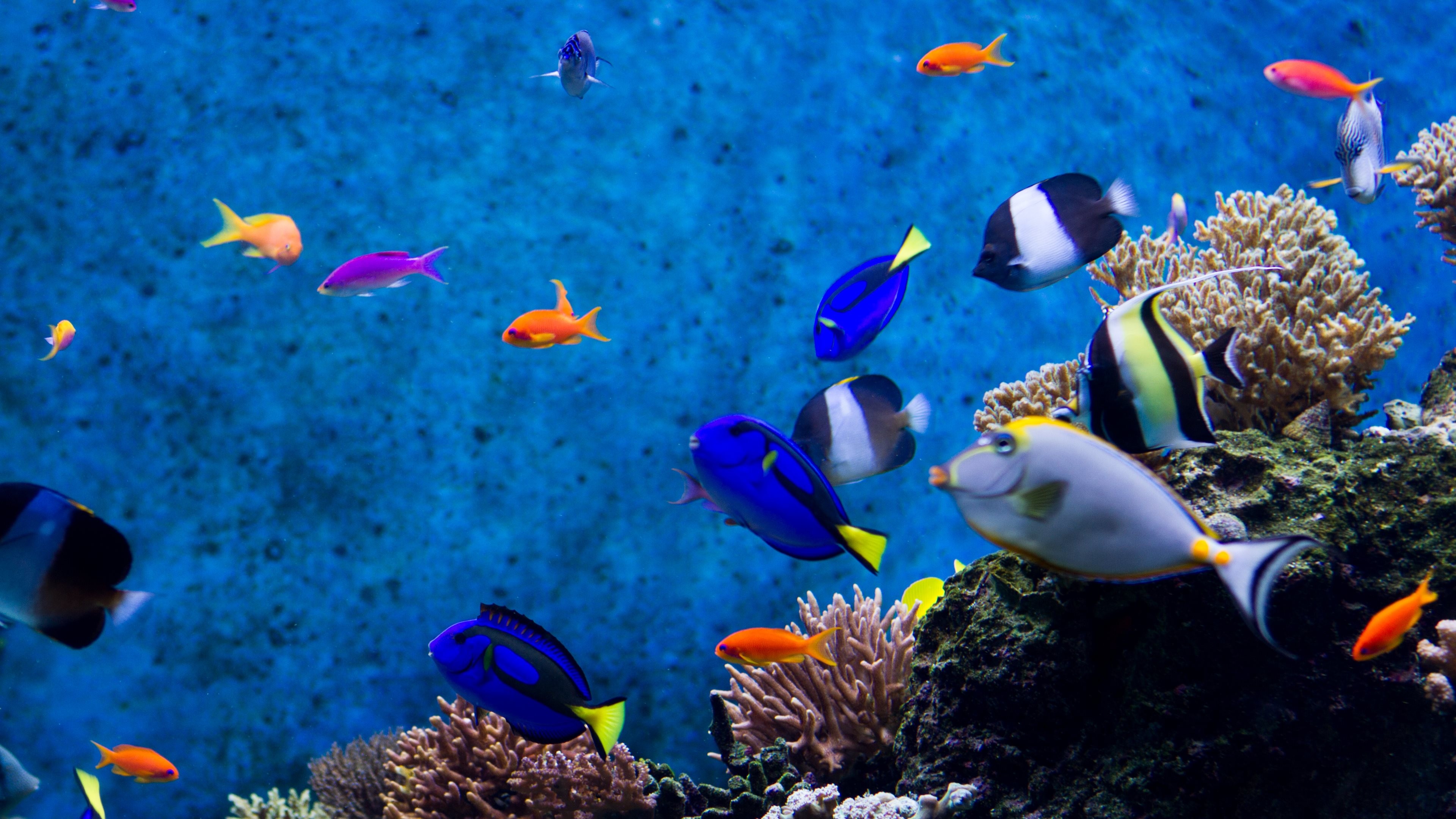 Aquarium Live Wallpaper For Desktop : Aquarium hd 1080p wallpaper  wallpapersafari