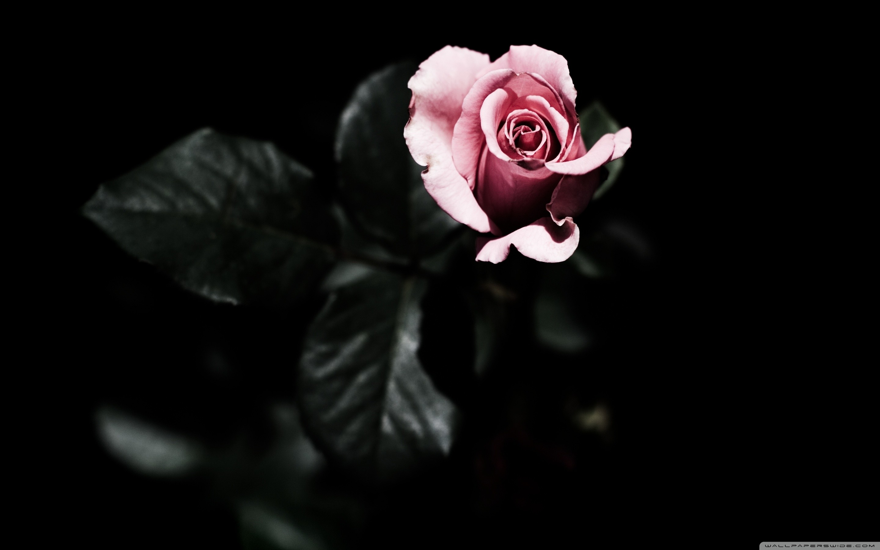 Closeup View Black Rose Flower Petals Dark Background HD Black Wallpapers   HD Wallpapers  ID 114299