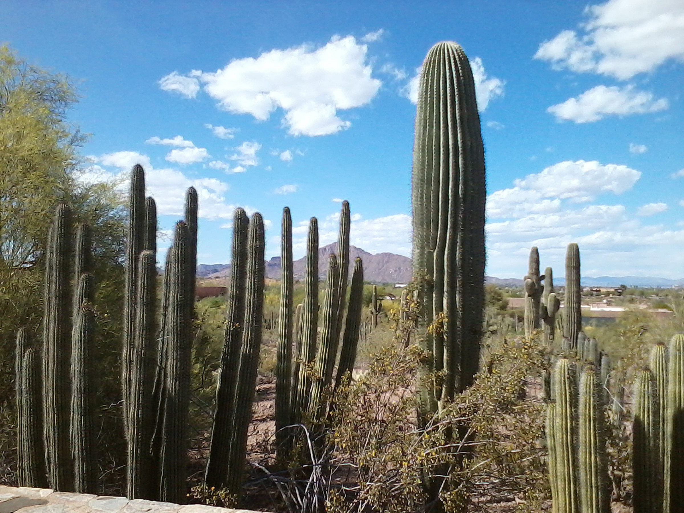 Earth – Desert Arizona Cactus Wallpaper