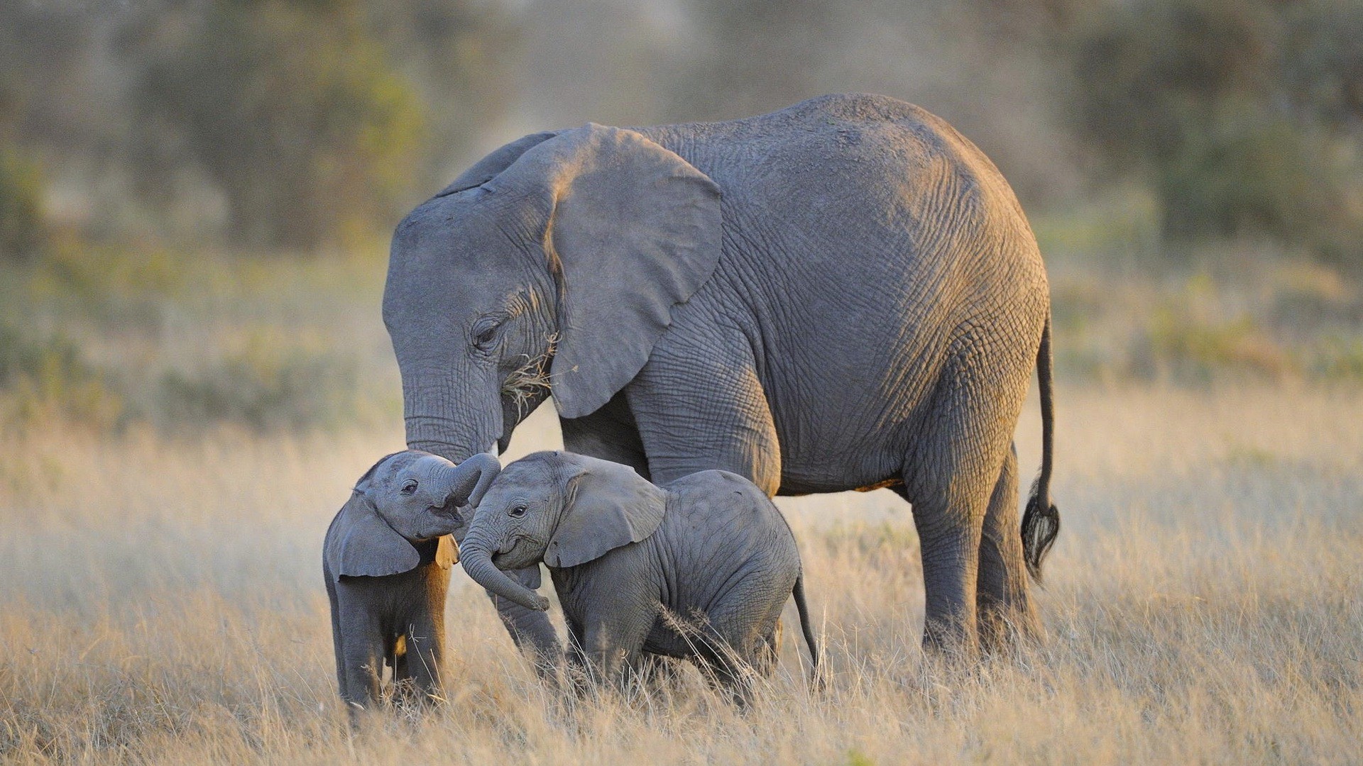 Elephant and BAby Wallpaper hd background hd screensavers hd wallpaper