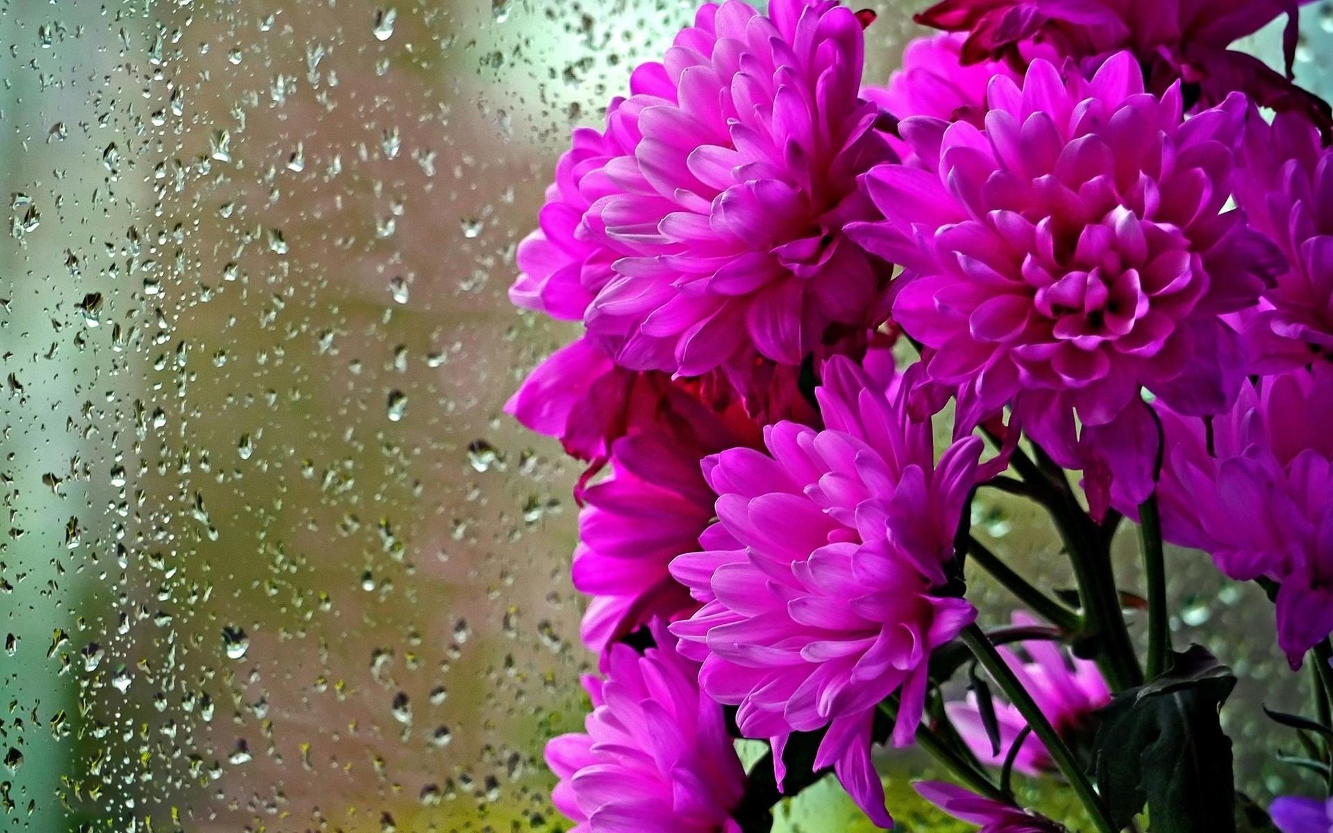 Rainy Day Pink Flowers Wallpaper