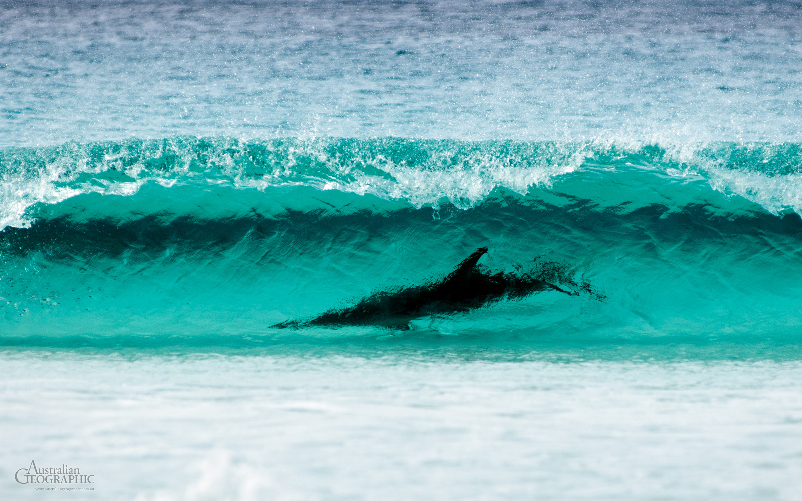 Wallpapers. Images of Australia Surfing dolphin, Cape Le Grand NP, Western Australia