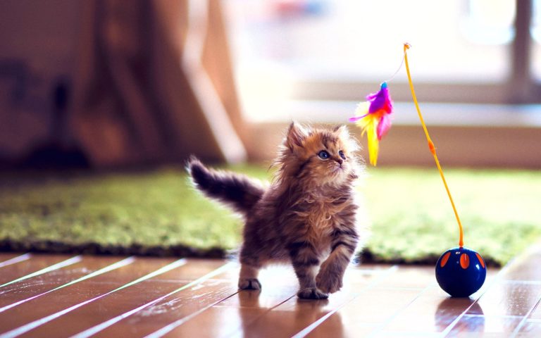 71+ Cute HD Wallpapers for Desktop