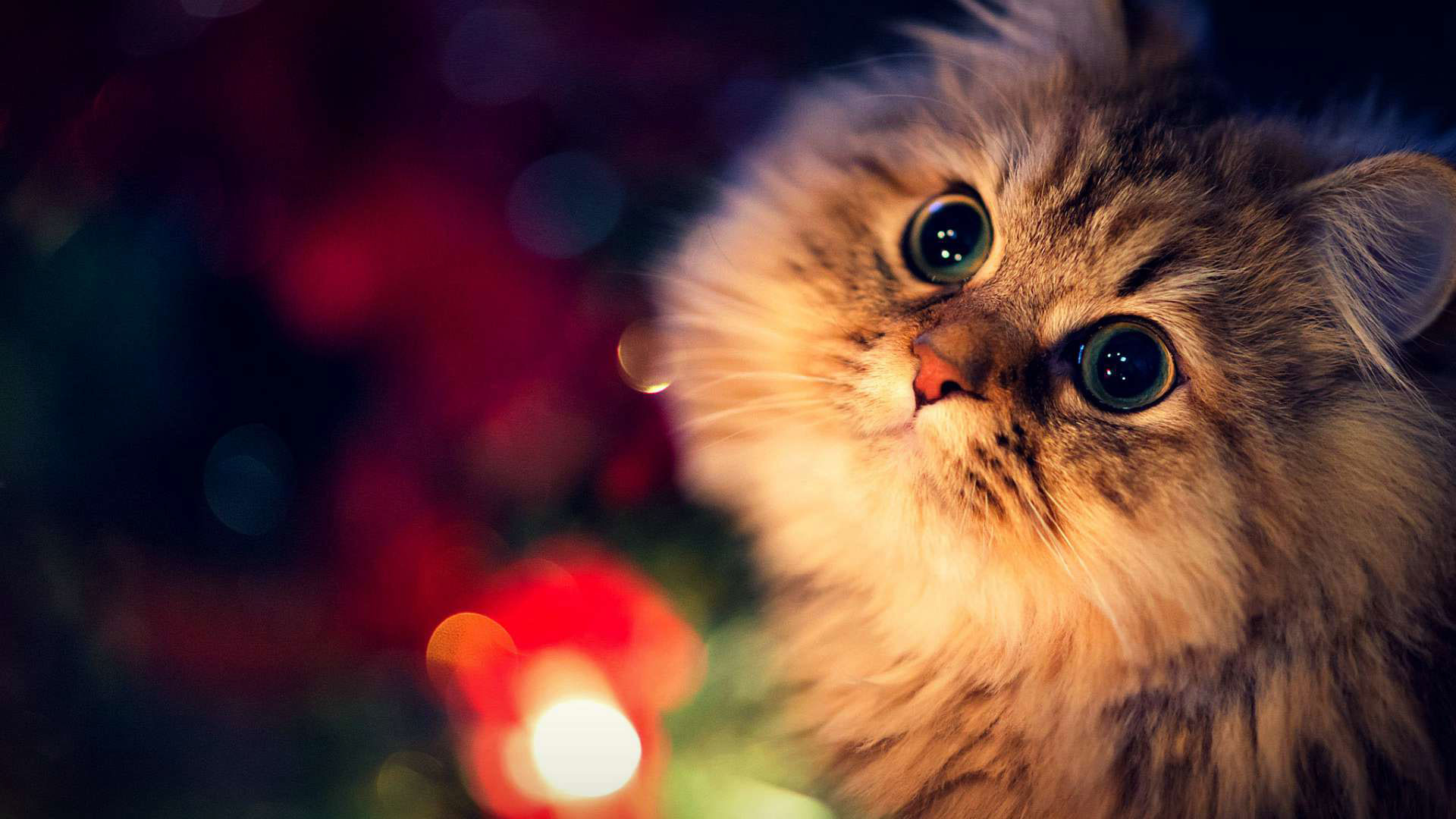 hd pics photos stunning cute cat christmas lights beautiful hd quality desktop  background wallpaper